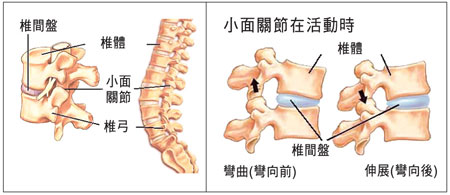 人体脊椎结构图高清